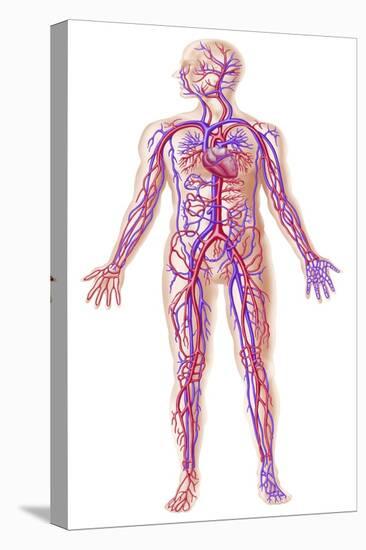 Anatomy of Human Circulatory System-null-Stretched Canvas