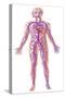 Anatomy of Human Circulatory System-null-Stretched Canvas