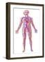 Anatomy of Human Circulatory System-null-Framed Art Print
