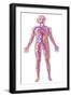 Anatomy of Human Circulatory System-null-Framed Art Print