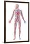 Anatomy of Human Circulatory System-null-Framed Art Print