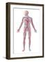 Anatomy of Human Circulatory System-null-Framed Art Print