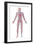 Anatomy of Human Circulatory System-null-Framed Art Print