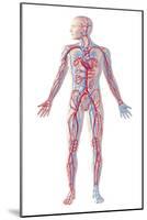 Anatomy of Human Circulatory System-null-Mounted Art Print
