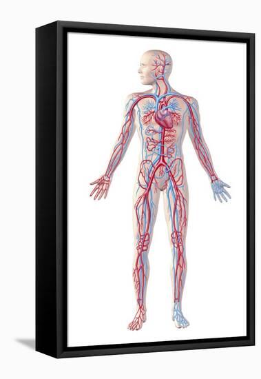 Anatomy of Human Circulatory System-null-Framed Stretched Canvas