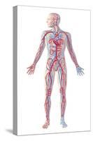 Anatomy of Human Circulatory System-null-Stretched Canvas
