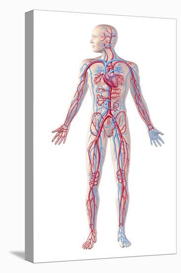 Anatomy of Human Circulatory System-null-Stretched Canvas