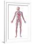 Anatomy of Human Circulatory System-null-Framed Art Print