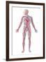 Anatomy of Human Circulatory System-null-Framed Art Print