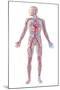 Anatomy of Human Circulatory System-null-Mounted Art Print