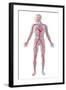 Anatomy of Human Circulatory System-null-Framed Art Print