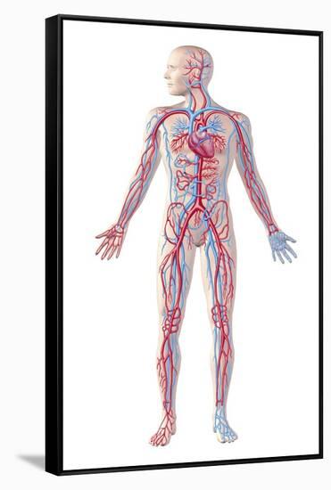 Anatomy of Human Circulatory System-null-Framed Stretched Canvas