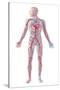 Anatomy of Human Circulatory System-null-Stretched Canvas