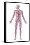 Anatomy of Human Circulatory System-null-Framed Stretched Canvas