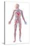 Anatomy of Human Circulatory System-null-Stretched Canvas