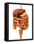 Anatomy of Human Digestive System, Front View-Stocktrek Images-Framed Stretched Canvas