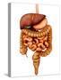 Anatomy of Human Digestive System, Front View-Stocktrek Images-Stretched Canvas