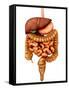 Anatomy of Human Digestive System, Front View-Stocktrek Images-Framed Stretched Canvas