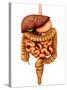 Anatomy of Human Digestive System, Front View-Stocktrek Images-Stretched Canvas