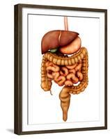 Anatomy of Human Digestive System, Front View-Stocktrek Images-Framed Premium Photographic Print