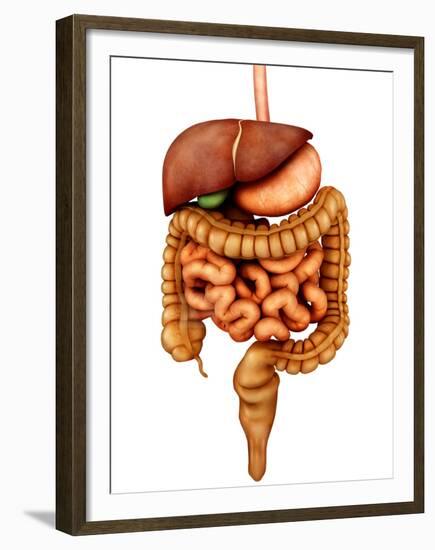 Anatomy of Human Digestive System, Front View-Stocktrek Images-Framed Premium Photographic Print