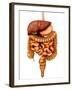 Anatomy of Human Digestive System, Front View-Stocktrek Images-Framed Premium Photographic Print