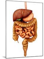 Anatomy of Human Digestive System, Front View-Stocktrek Images-Mounted Premium Photographic Print