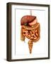 Anatomy of Human Digestive System, Front View-Stocktrek Images-Framed Photographic Print