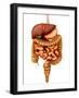 Anatomy of Human Digestive System, Front View-Stocktrek Images-Framed Photographic Print