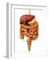 Anatomy of Human Digestive System, Front View-Stocktrek Images-Framed Photographic Print