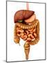 Anatomy of Human Digestive System, Front View-Stocktrek Images-Mounted Photographic Print