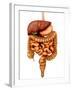 Anatomy of Human Digestive System, Front View-Stocktrek Images-Framed Photographic Print