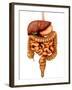 Anatomy of Human Digestive System, Front View-Stocktrek Images-Framed Photographic Print