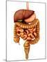 Anatomy of Human Digestive System, Front View-Stocktrek Images-Mounted Photographic Print