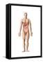 Anatomy of Human Digestive System, Male Representation-null-Framed Stretched Canvas