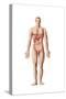 Anatomy of Human Digestive System, Male Representation-null-Stretched Canvas