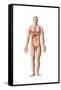 Anatomy of Human Digestive System, Male Representation-null-Framed Stretched Canvas