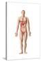 Anatomy of Human Digestive System, Male Representation-null-Stretched Canvas
