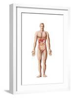 Anatomy of Human Digestive System, Male Representation-null-Framed Art Print