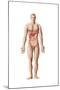 Anatomy of Human Digestive System, Male Representation-null-Mounted Art Print