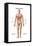Anatomy of Human Digestive System, Male Representation-null-Framed Stretched Canvas