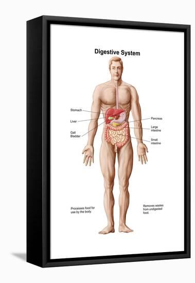 Anatomy of Human Digestive System, Male Representation-null-Framed Stretched Canvas