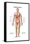 Anatomy of Human Digestive System, Male Representation-null-Framed Stretched Canvas