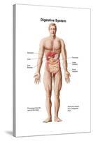 Anatomy of Human Digestive System, Male Representation-null-Stretched Canvas