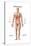 Anatomy of Human Digestive System, Male Representation-null-Stretched Canvas