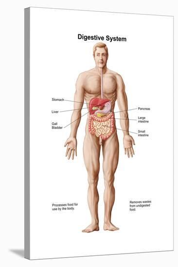 Anatomy of Human Digestive System, Male Representation-null-Stretched Canvas