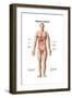 Anatomy of Human Digestive System, Male Representation-null-Framed Art Print