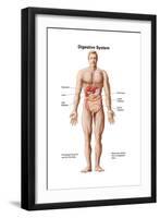 Anatomy of Human Digestive System, Male Representation-null-Framed Art Print