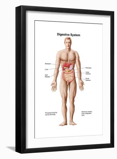 Anatomy of Human Digestive System, Male Representation-null-Framed Art Print