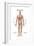 Anatomy of Human Digestive System, Male Representation-null-Framed Art Print